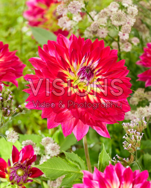 Dahlia Rosy Delight Dahlia Rosy Delight