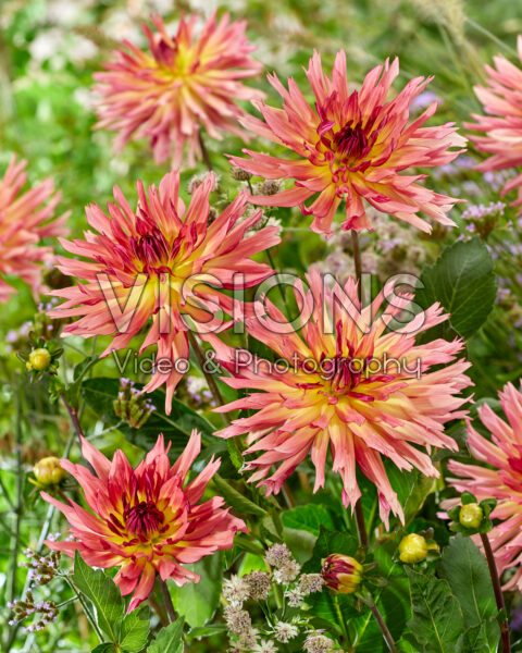 Dahlia Tickle Dahlia Tickle