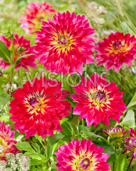 Dahlia Rosy Delight Dahlia Rosy Delight