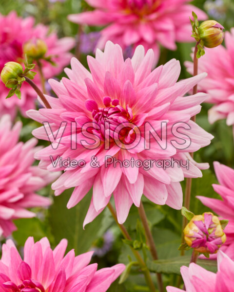 Dahlia Pretty Pien Dahlia Pretty Pien
