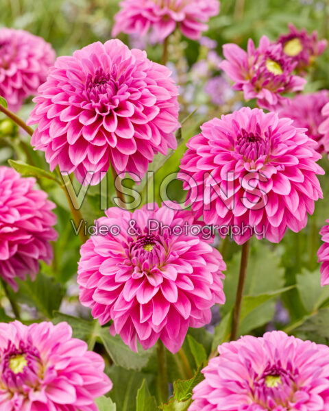 Dahlia Go Go Pink Dahlia Go Go Pink