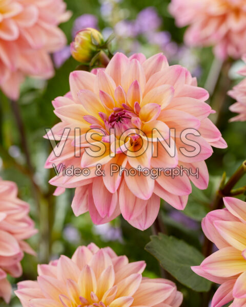 Dahlia Mondriaan Dahlia Mondriaan