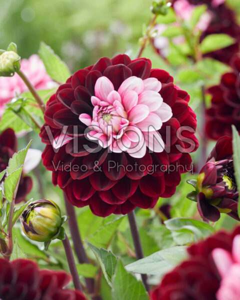 Dahlia Daria in Love Dahlia Daria in Love