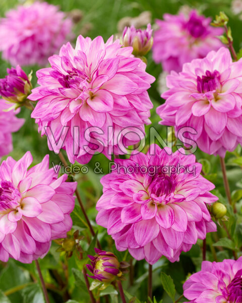 Dahlia Lake Michigan Dahlia Lake Michigan