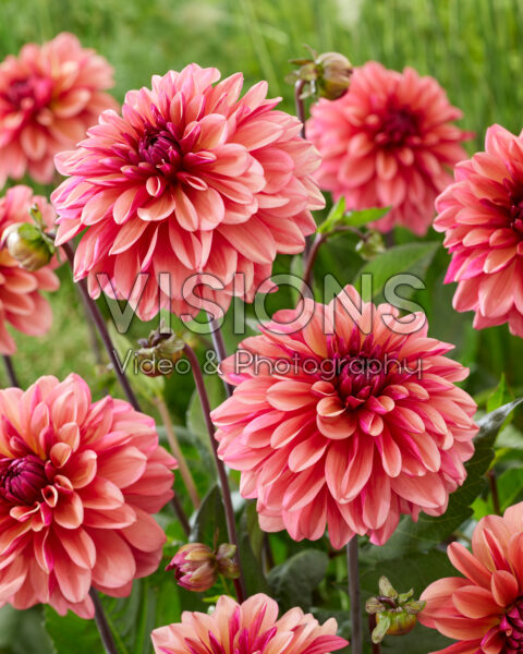 Dahlia 2345 Dahlia 2345