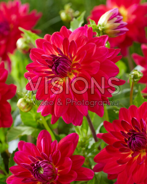 Dahlia Terone Dahlia Terone
