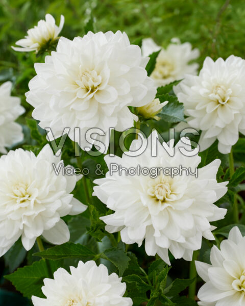 Dahlia Eternal Snow Dahlia Eternal Snow