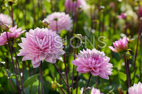 Dahlia Karma Prospero Dahlia Karma Prospero