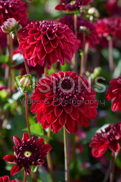 Dahlia Roman Dahlia Roman