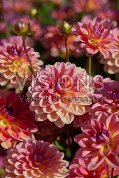 Dahlia Pacific View Dahlia Pacific View