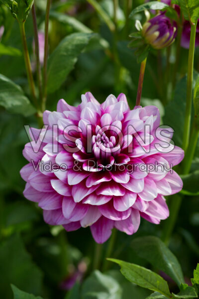 Dahlia-patches Dahlia-patches