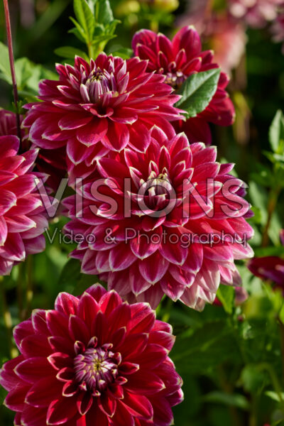 Dahlia Mister Optimist Dahlia Mister Optimist