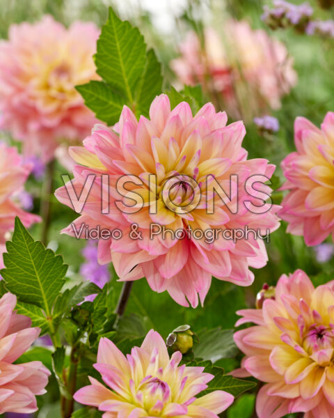 Dahlia Mondriaan Dahlia Mondriaan