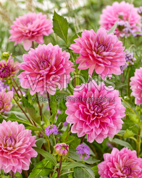 Dahlia pink Dahlia pink