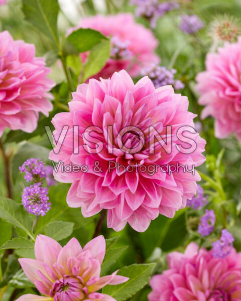 Dahlia pink