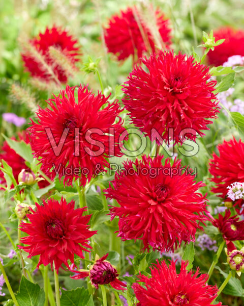 Dahlia Levi Dahlia Levi