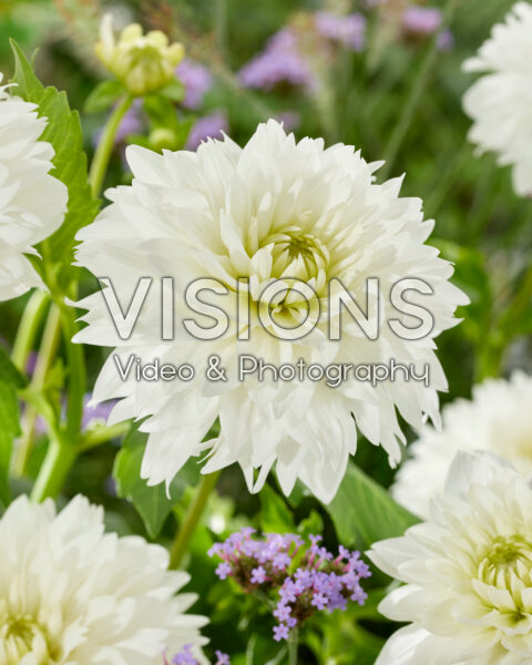 Dahlia white