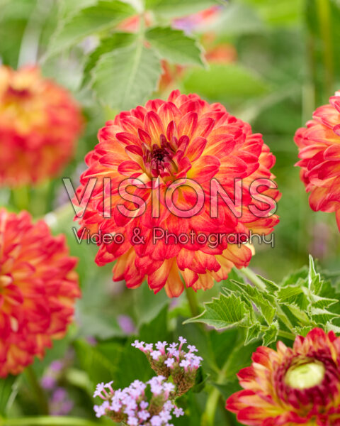 Dahlia Icoon®