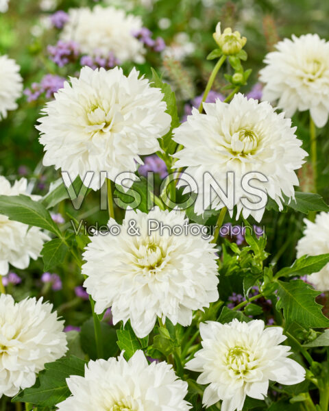 Dahlia white Dahlia white