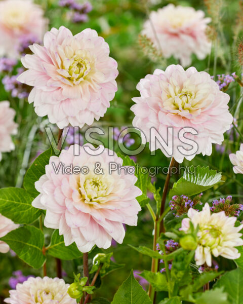 Dahlia Silver Years