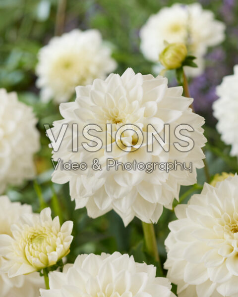 Dahlia White Love Dahlia White Love