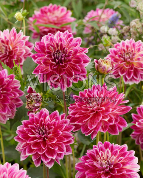 Dahlia Temple of Beauty Dahlia Temple of Beauty