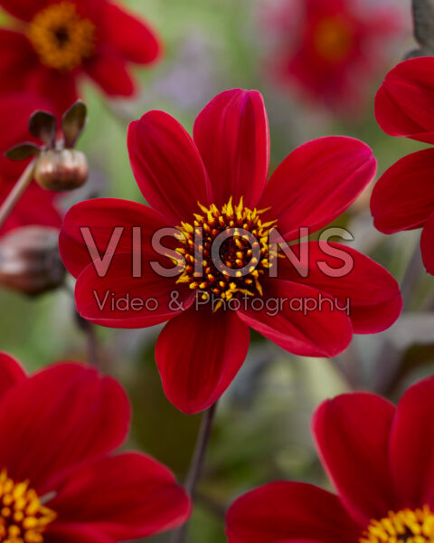 Dahlia HS Romeo® Dahlia HS Romeo®