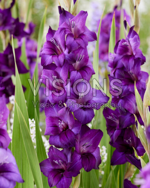 Gladiolus purple