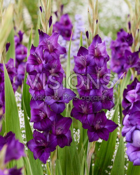 Gladiolus purple