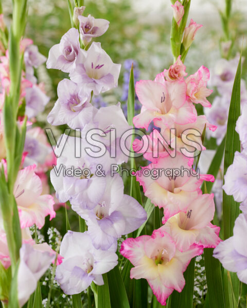 Gladiolus combinatie