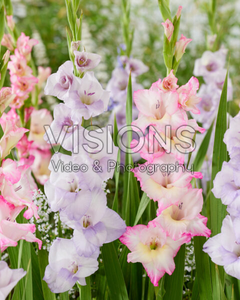 Gladiolus combination
