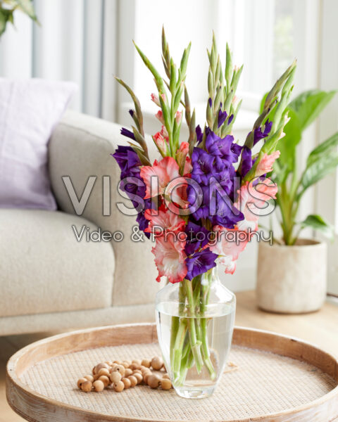 Gladiolus combination Gladiolus combination