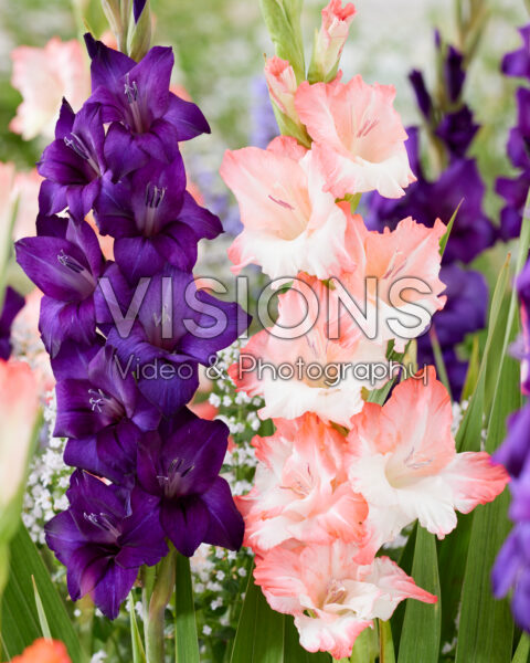 Gladiolus combinatie Gladiolus combinatie