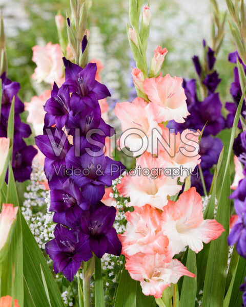 Gladiolus combination