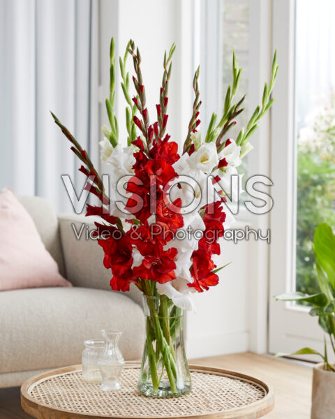 Gladiolus combinatie