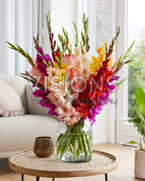 Gladiolus kleurrijke mix