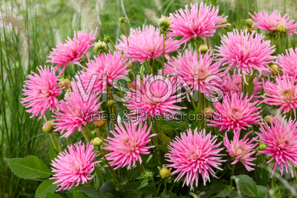 Dahlia Park Princess Dahlia Park Princess
