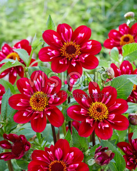 Dahlia Hootenanny Swan Island Dahlia Hootenanny Swan Island
