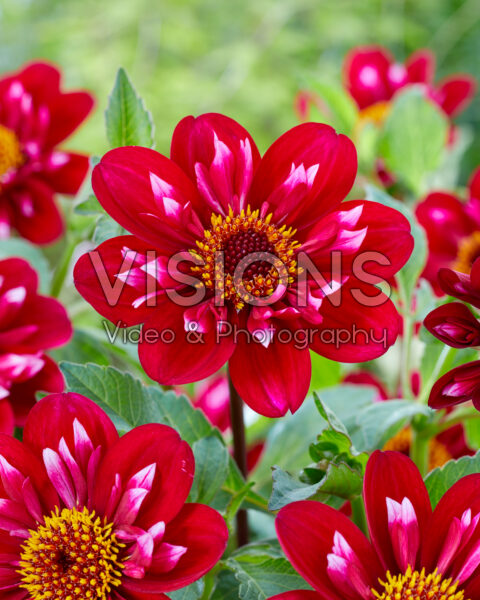 Dahlia Hootenanny Zwaneneiland Dahlia Hootenanny Zwaneneiland