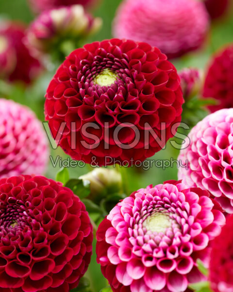 Dahlia Chick a Dee US