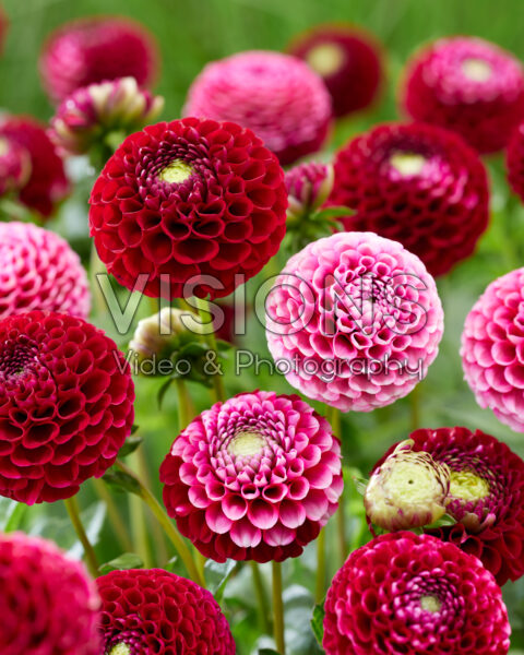 Dahlia Chick a Dee US
