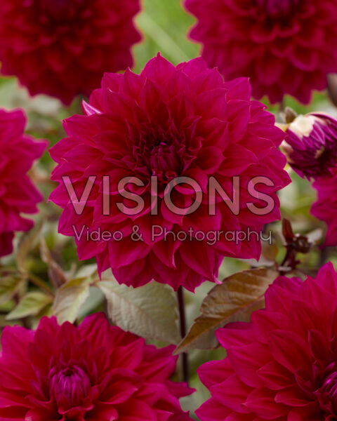 Dahlia Engelhardts Matador Dahlia Engelhardts Matador