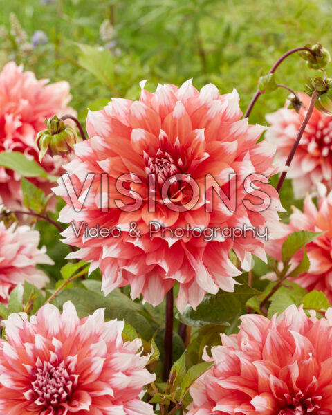 Dahlia Holland Festival Dahlia Holland Festival
