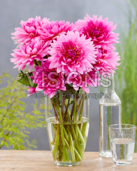 Dahlia Pretty Pien Dahlia Pretty Pien