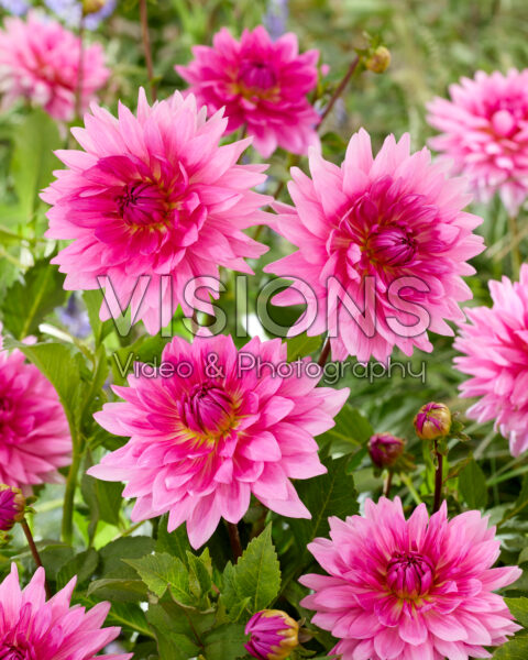 Dahlia Pretty Pien Dahlia Pretty Pien