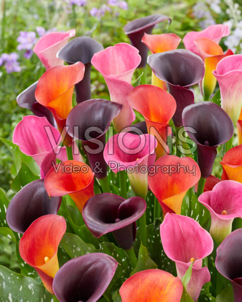 Zantedeschia Fancy mix Zantedeschia Fancy mix