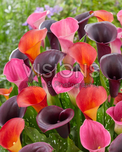 Zantedeschia Fancy mix Zantedeschia Fancy mix