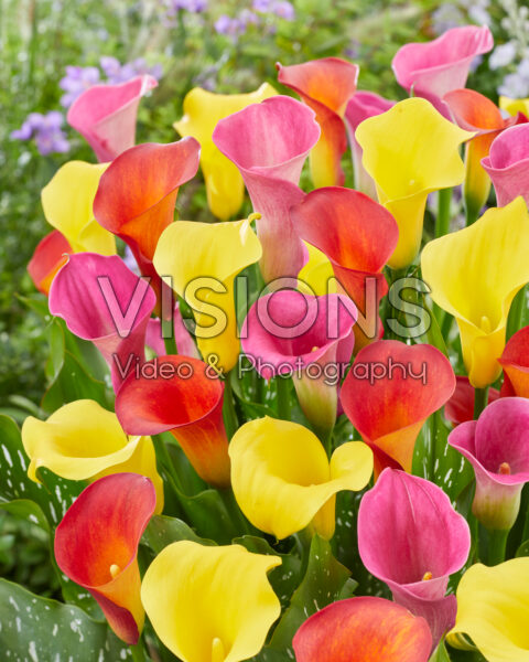 Zantedeschia Carnival mix Zantedeschia Carnival mix