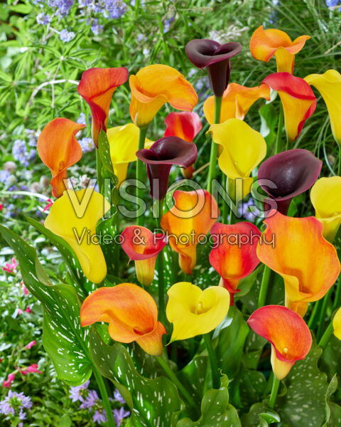 Zantedeschia Jolly mix Zantedeschia Jolly mix
