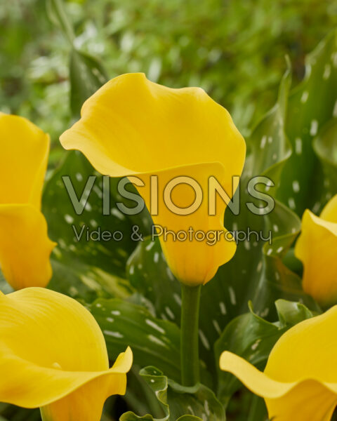 Zantedeschia Goldcup Zantedeschia Goldcup